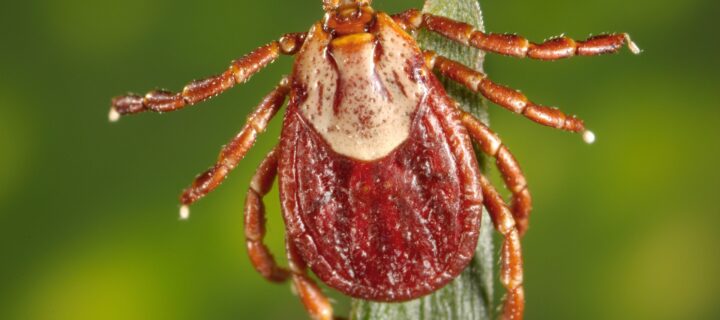 With Tick Activity Higher This Summer, Red Cross Offers Tips to Avoid Bites