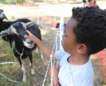 City Welcomes Goats Back to South Boulder