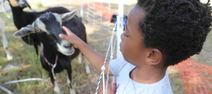 City Welcomes Goats Back to South Boulder