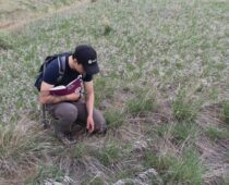 Butterfly Pavilion Scientists Complete First Survey of Northwest Parkway Pollinator Corridor
