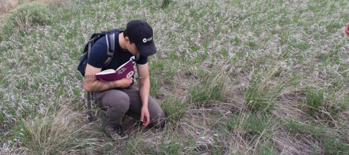 Butterfly Pavilion Scientists Complete First Survey of Northwest Parkway Pollinator Corridor