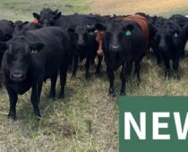 Natural Partners in Wildfire Prevention: Boulder Expands Targeted Grazing Program