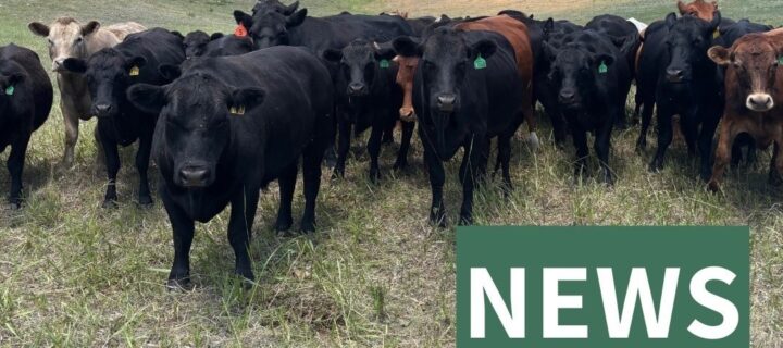 Natural Partners in Wildfire Prevention: Boulder Expands Targeted Grazing Program