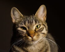 Letter to the Editor: Keeping Cats Inside