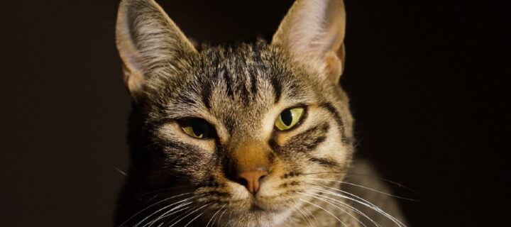 Letter to the Editor: Keeping Cats Inside