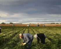 From The San Luis Valley To Vail, Latino Labor Powers Every Sector Of Colorado’s Economy