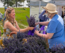 Lavender Festival Returns to Denver Botanic Gardens Chatfield Farms