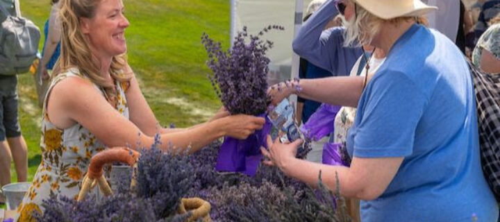Lavender Festival Returns to Denver Botanic Gardens Chatfield Farms