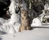 U.S. Fish and Wildlife Service Revises Canada Lynx Critical Habitat Designation