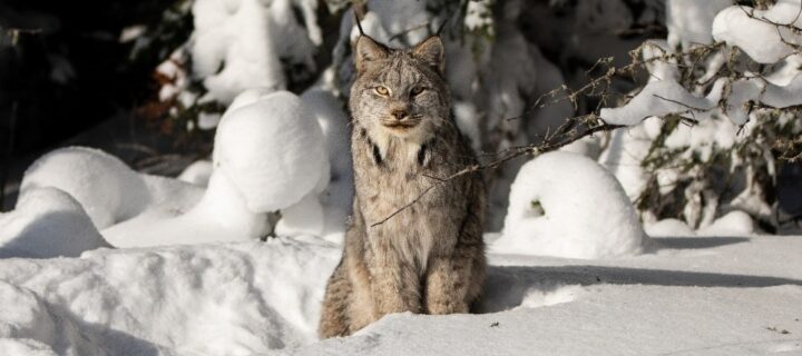 U.S. Fish and Wildlife Service Revises Canada Lynx Critical Habitat Designation