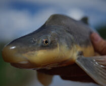 U.S. Fish and Wildlife Service Finalizes Rule Downlisting the Razorback Sucker