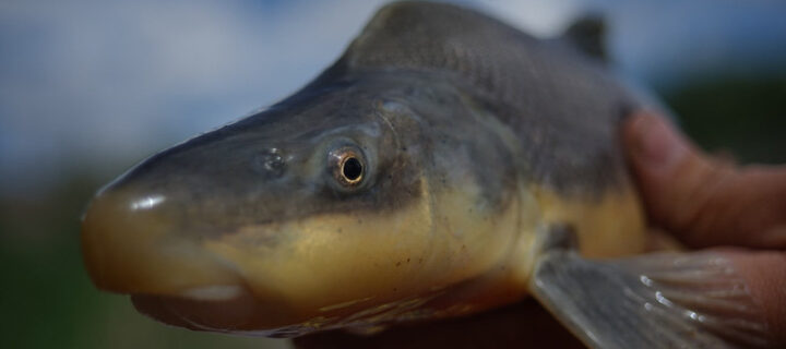 U.S. Fish and Wildlife Service Finalizes Rule Downlisting the Razorback Sucker