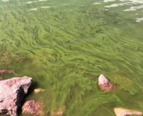 Potentially Harmful Algae Bloom Observed in Boulder Reservoir