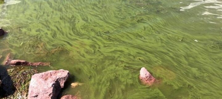 Potentially Harmful Algae Bloom Observed in Boulder Reservoir