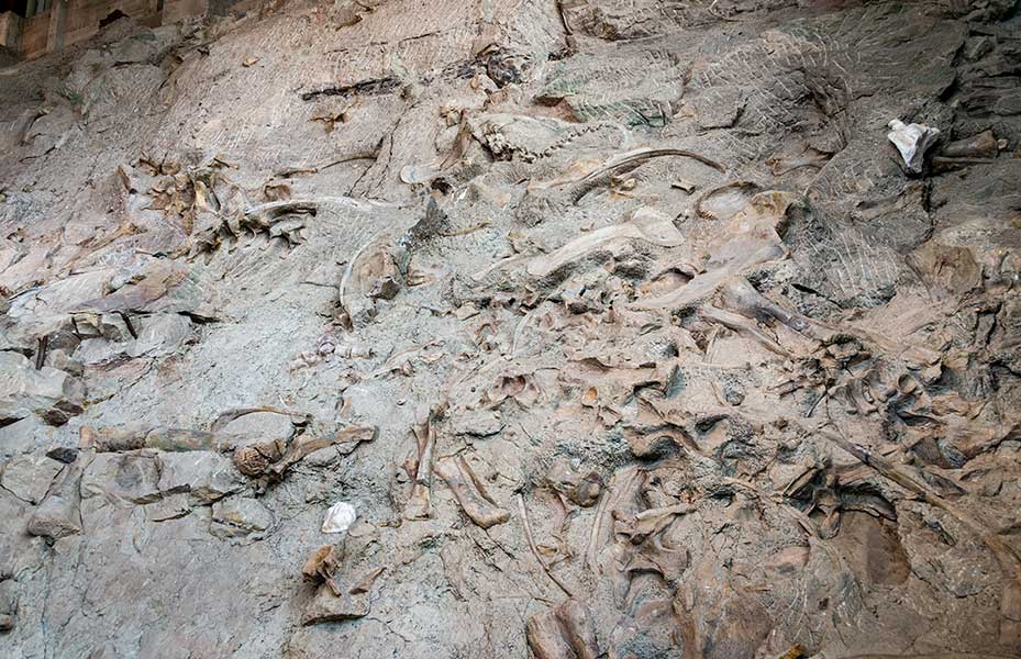 Dinosaur fossils embedded in a rocky excavation site.